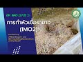 การทำหัวเชื้อราขาว (IMO2) | EP.IMO [2/3]