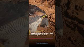 Gavião tentou caçar cobra e se arrependeu #animais #natureza #shorts