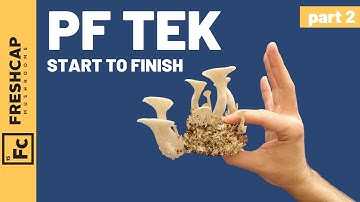 Start To Finish "PF Tek" For Growing Mushrooms At Home (Part 2)