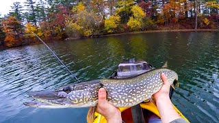 Big, Fat, Fall PIKE Fishing ( Upstate New York)