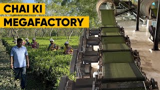 Chai ki Mega Factory in Assam | 6