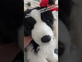 Huge thanks to @Coco_and_the_pupz for subscribing a few days ago