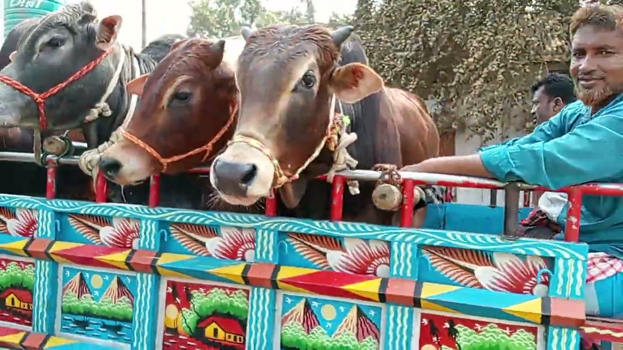 গরু দাম জানার চেষ্টা আজকে ছিল রোজ সোমবার তারিখ ১৬/২/২০২৬ পাশে থাকবেন বন্ধুরা 