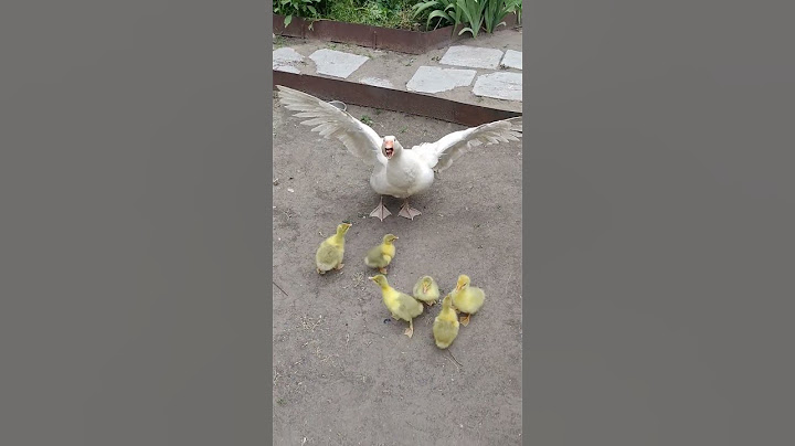 Вот так защищает гусь своих гусят 🦢🦢