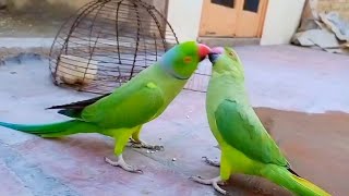 Ringneck parrots loving and talking to each other