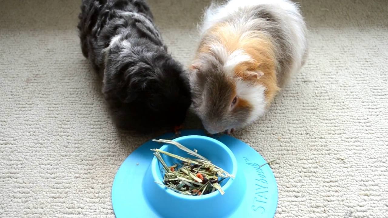 Guinea Pigs Australia Product Unboxing | The Sassy Cavys