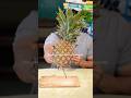 Pineapple Benefits #nutrition #pineapple #diet #fatloss #shorts