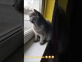 Кицюня🌞🌞🌞 #cat #cats #кот #catvideos #україна