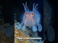 Not Monsters, But Art #DeepSeaBeauty #Bioluminescence #OceanWonders #lifeinthedark