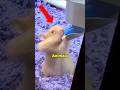 Funniest Animal Moments Caught on Camera (Part 1)