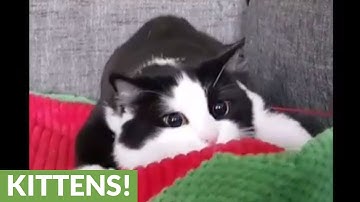 Feline shows what happens when catnip kicks in