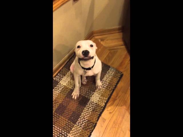 DOG SAYS CHEESE
