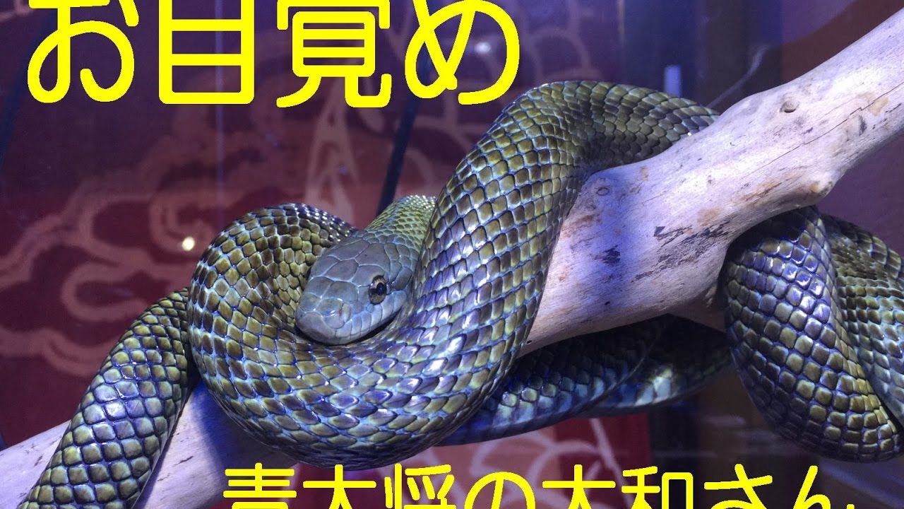 青大将のお目覚め - YouTube