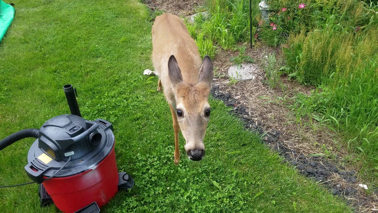 STUPID PET DEER EATING MY FLOWERS YouTube