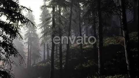 Calm Moody Forest in Misty Fog in the Morning | Motion Graphics - Envato elements