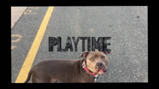 Loko- Pit Bull Louisiana Dog Trainers Obedience E-Collar Trainers