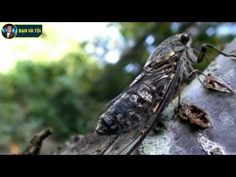 Cicadas cry | Ve Sầu Kêu | bạn và tôi