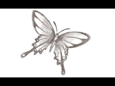 How to Draw a Butterfly - YouTube