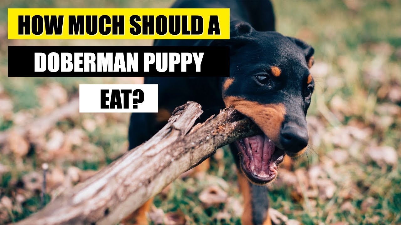 How Much Should A Doberman Puppy Eat? - Youtube