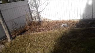 Oba Video Miiverse Ban Update, Fuck Nintendo