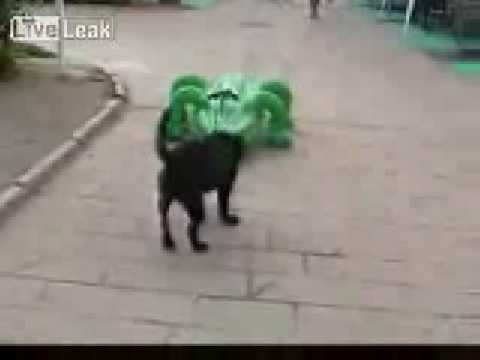 Video: Kodėl šunys Bijo Vakuumo?