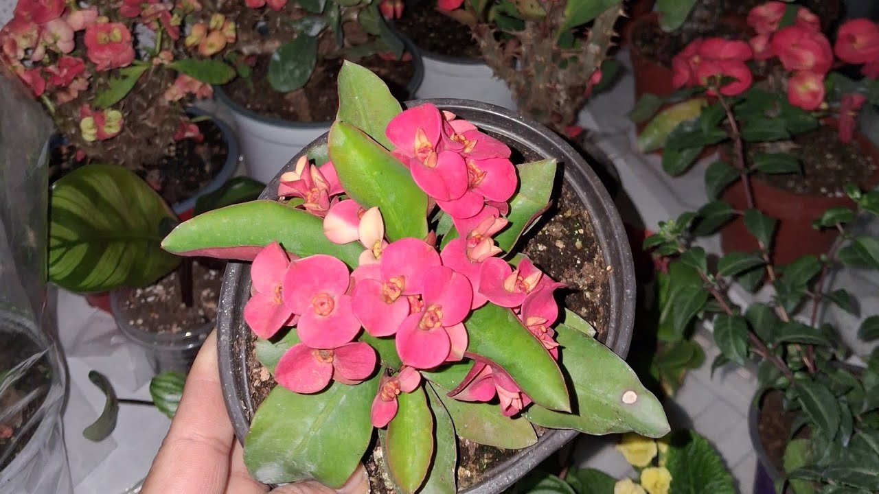 Kaçırılmıcak güzellikte# milli# aglenoma # begonya #