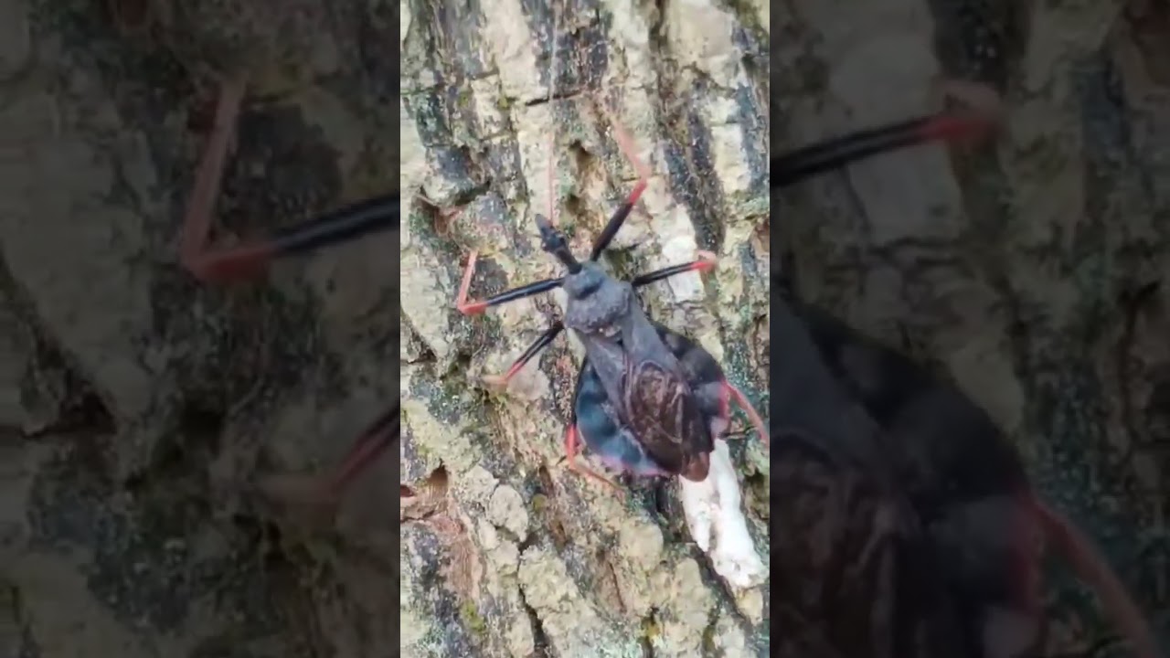 Red spot assassin bug 