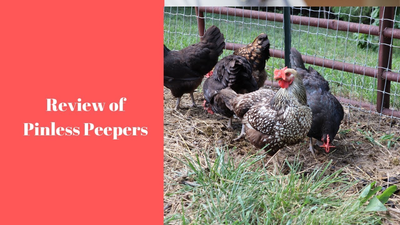 DO PINLESS PEEPERS REALLY WORK?? YouTube