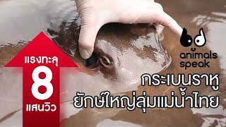 Animals Speak [by Mahidol] กระเบนราหู ยักษ์ใหญ่ลุ่มแม่น้ำไทย