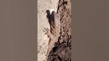 Ящерица греется под солнцем.