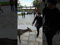Nara Deer Park Japan one of the most beautiful places you will ever see🦌 #narapark #nara #japanphoto