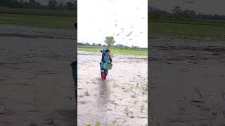 Menanam Padi dengan Tabur bibit di lahan sawah
