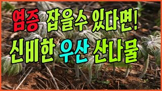 염증에 큰 도움주는 우산 나물, 채취부터 요리&amp;효능을 공개합니다.