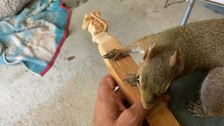 Woodworking With Peekaboo Squirrel