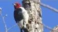 The Fascinating World of Woodpeckers ile ilgili video