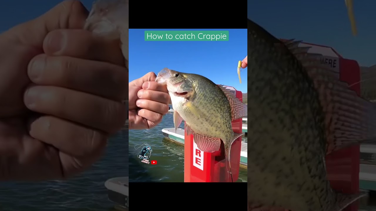 How to catch Crappie. That easy! 