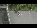 Cats mating on a garage roof.