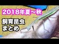 むし岡の飼育昆虫紹介[2018夏〜秋]