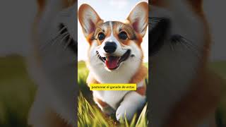 A Que No Sabías Esto Del Corgi
