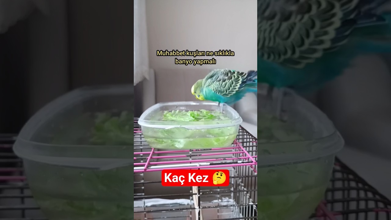 Muhabbet 🕒 Kuşunuz Ne Sıklıkla Banyo Yapmalı? #muhabbetkuşu #birds #birdsong #parrot #talkingparot