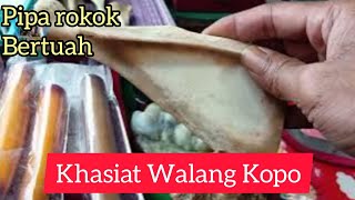 Khasiat - Walang Kopo/Tupai terbang
