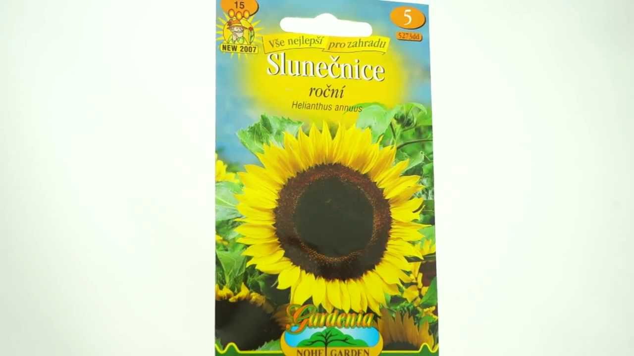 Slunečnice roční