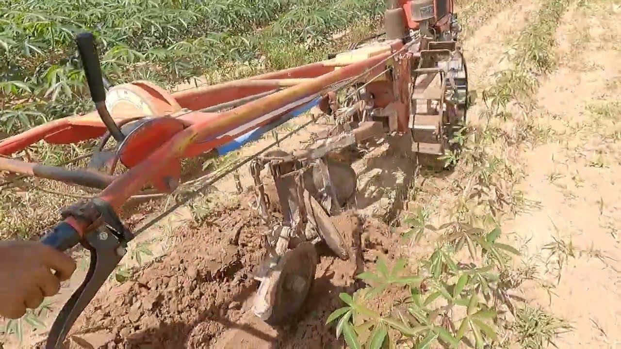 มาดูวิธีไถกลบร่องมันกับรถไถเดินตาม