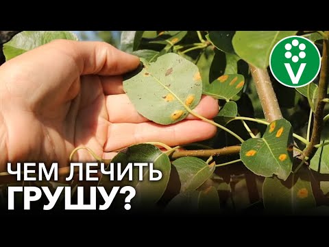 ЛИСТЬЯ НА ГРУШЕ ЧЕРНЕЮТ, ПОКРЫВАЮТСЯ ПЯТНАМИ? Причины и проверенные способы лечения