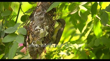 Slow motion approach by olive green female Sunbird to her garbage like camouflaged pendulous nest