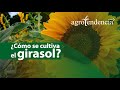 El Girasol. Cultivo y procesamiento de subproductos.