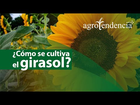 Video: Plagas agrícolas: colza de girasol