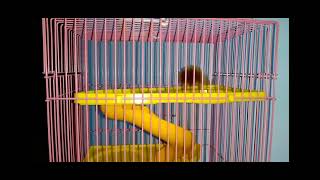 Hamster Lucu / Bersenang-senang dengan hamster .@Pras NGT