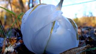 Frost Flowers - AskMDC