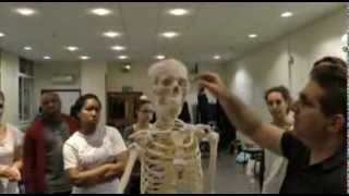 skeletal system. simple demonstration
